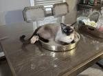 Lulu - Siamese Cat For Sale - Lynnfield&comma; MA&comma; US