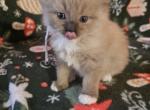 Ragdoll Kittens - Ragdoll Cat For Sale - Jacksonville&comma; NC&comma; US