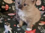 Ragdoll Male Seal Mink - Ragdoll Cat For Sale - Jacksonville&comma; NC&comma; US