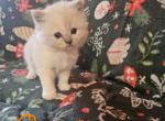 Ragdoll Female Tortie Mink - Ragdoll Cat For Sale - Jacksonville&comma; NC&comma; US