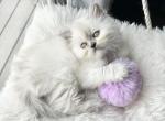 Dilute tortie point - Persian Cat For Sale - Rochester&comma; NY&comma; US