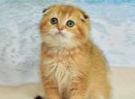 Sergio1 - Scottish Fold Cat For Sale - Chicago&comma; IL&comma; US