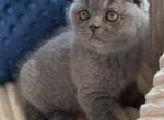 Scottish NY Stephan - Scottish Fold Kitten For Sale - Brooklyn&comma; NY&comma; US