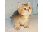 British NY Plushik kitten is in NY - British Shorthair Cat For Sale - Empire State&comma; NY&comma; US