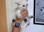 British EM NY Leon kitten is in NY - British Shorthair Cat For Sale - Empire State&comma; NY&comma; US