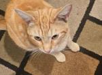 Pineapple - American Shorthair Cat For Sale - Stockton&comma; CA&comma; US