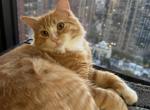 Lit - Siberian Cat For Sale - New York&comma; NY&comma; US
