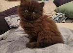Male Persian Chocolate - Persian Cat For Sale - Las Vegas&comma; NV&comma; US