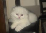 Exotic Scottish Fold - Scottish Fold Cat For Sale - Miami&comma; FL&comma; US