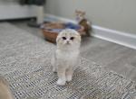 Foldie - Scottish Fold Cat For Sale - Levittown&comma; PA&comma; US