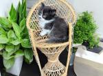 Imp - Munchkin Cat For Sale - Neosho&comma; MO&comma; US