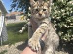 Daisy Kittens - Highlander Cat For Sale - Absarokee&comma; MT&comma; US