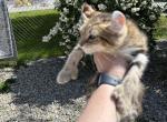 Miss Kitten - Highlander Cat For Sale - Absarokee&comma; MT&comma; US