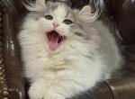Sage - Munchkin Cat For Sale - Neosho&comma; MO&comma; US