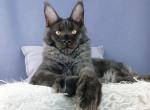 X Key - Maine Coon Cat For Sale - Miami&comma; FL&comma; US