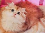 miumiu - British Shorthair Cat For Sale - Irvine&comma; CA&comma; US