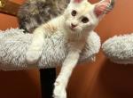 Mainecoon cattery kitten purebred - Maine Coon Cat For Sale - Liberty&comma; NC&comma; US