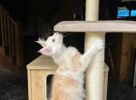 Girl mainecoon with pedigree - Maine Coon Cat For Sale - Liberty&comma; NC&comma; US