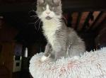 Mainecoon cattery silver tabby marble pet breeding - Maine Coon Cat For Sale - Liberty&comma; NC&comma; US