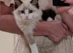 Male TICA Seal Bicolor Ragdoll - Ragdoll Cat For Sale - Bryan&comma; TX&comma; US