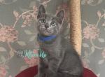 Claude - Russian Blue Kitten For Sale - Hollywood&comma; FL&comma; US