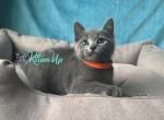 Coco - Russian Blue Cat For Sale - Hollywood&comma; FL&comma; US