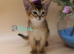 Alexis - Abyssinian Cat For Sale - Miami&comma; FL&comma; US