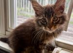 Annie Polydactyl - Maine Coon Cat For Sale - Pylesville&comma; MD&comma; US