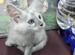Female - Maine Coon Cat For Sale - George&comma; WA&comma; US