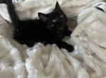 Black Kitten - American Shorthair Cat For Sale - Agawam&comma; MA&comma; US