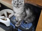 Pink female - Maine Coon Cat For Sale - George&comma; WA&comma; US