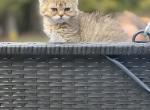 Pip - Selkirk Rex Cat For Sale - West Branch&comma; MI&comma; US