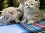 Kitties for Reservation - British Shorthair Kitten For Sale - Fairfax&comma; VA&comma; US
