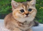 Tina - British Shorthair Cat For Sale - Quinlan&comma; TX&comma; US