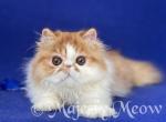 Bannie - Persian Cat For Sale - Yucca Valley&comma; CA&comma; US