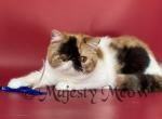 Sandra - Exotic Cat For Sale - Yucca Valley&comma; CA&comma; US