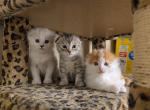 Scottish Foldss - Scottish Fold Cat For Sale - Denver&comma; CO&comma; US