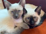 Gift of Spring - Siamese Cat For Sale - Center Moriches&comma; NY&comma; US
