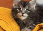 Toad - Maine Coon Cat For Sale - Saugerties&comma; NY&comma; US
