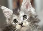 Bella - Maine Coon Cat For Sale - Saugerties&comma; NY&comma; US