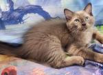 Aris - Ragdoll Cat For Sale - VA&comma; US