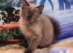 Zen - Ragdoll Cat For Sale - VA&comma; US