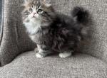 Boy Siberian Purebred Black Brown Tabby with White - Siberian Cat For Sale - Old Bridge&comma; NJ&comma; US