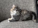 Girl Siberian Purebred Black Bro Torbie - Siberian Cat For Sale - Old Bridge&comma; NJ&comma; US