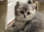 Tanya - British Shorthair Cat For Sale - Englewood&comma; CO&comma; US