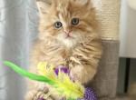 Doll Face Orange tabby - Persian Cat For Sale - Rochester&comma; NY&comma; US