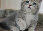 Teo Munchkin - Munchkin Cat For Sale - Old Bridge&comma; NJ&comma; US