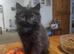Midnight - Maine Coon Cat For Sale - Van Horne&comma; IA&comma; US