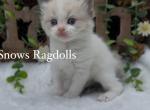June - Ragdoll Cat For Sale - Desloge&comma; MO&comma; US