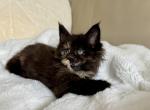 Nala - Maine Coon Cat For Sale - Philadelphia&comma; PA&comma; US
